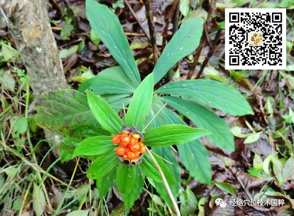 七叶一枝花：蚤休、草河车等别名的药用根茎探秘