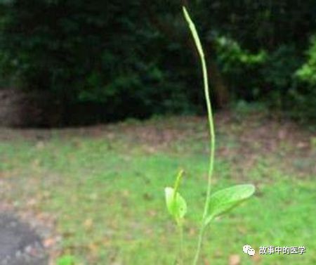 独叶一枝枪：外形奇特，别名众多，生长在偏僻山林沟谷边