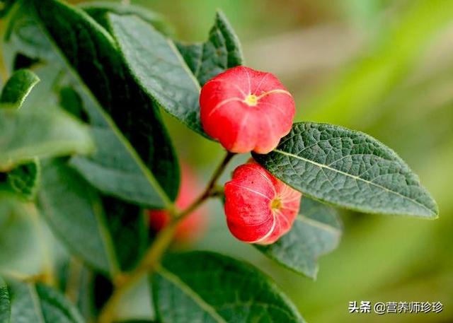 阿诗玛香烟有哪几种？一文带你了解全部种类