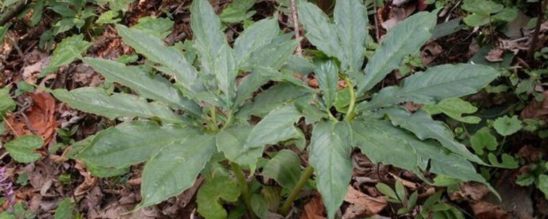 七叶一枝花价格多少？野生中药植物价值高，濒临枯竭价格飙升
