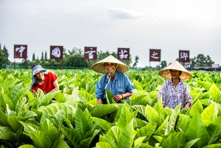 如何选择高品质雪茄：从皇冠级别到香味版税的全面指南